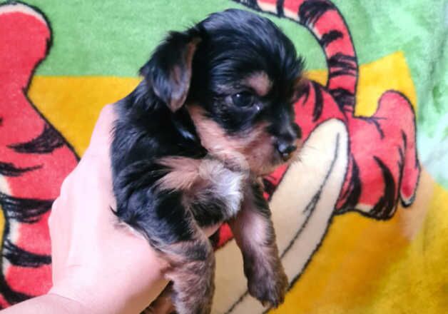 Female Yorkshire Terrier Puppy. for sale in Southampton, Hampshire - Image 3