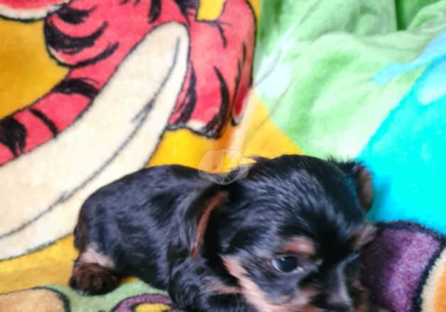 Female Yorkshire Terrier Puppy. for sale in Southampton, Hampshire - Image 4