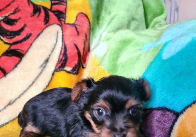 Female Yorkshire Terrier Puppy. for sale in Southampton, Hampshire - Image 5