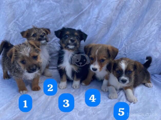 Five beautiful puppies for sale in Wakefield, West Yorkshire - Image 1