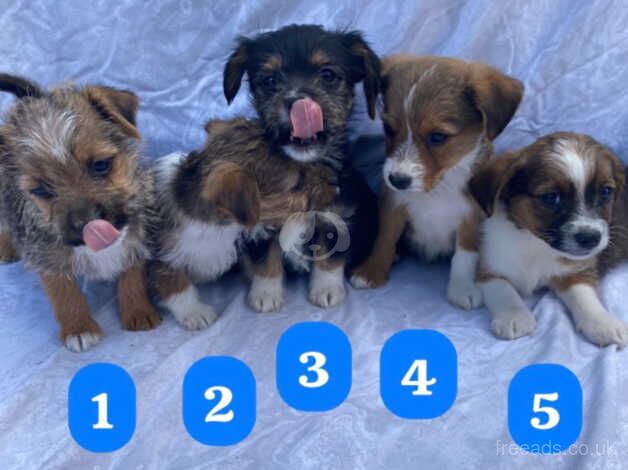 Five beautiful puppies for sale in Wakefield, West Yorkshire - Image 2