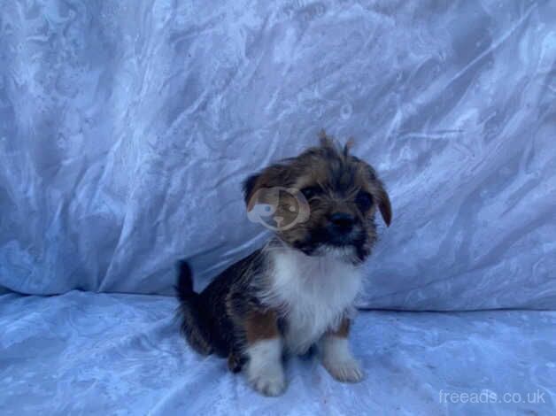 Five beautiful puppies for sale in Wakefield, West Yorkshire - Image 4