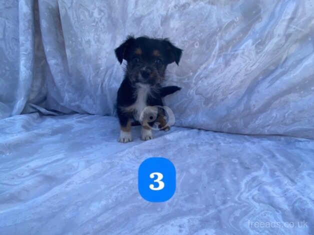 Five beautiful puppies for sale in Wakefield, West Yorkshire - Image 5