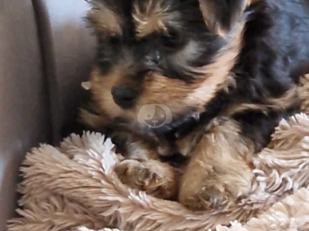 Five Yorkshire terrier puppies ready to leave for their forever homes for sale in Bishop's Hull, Somerset