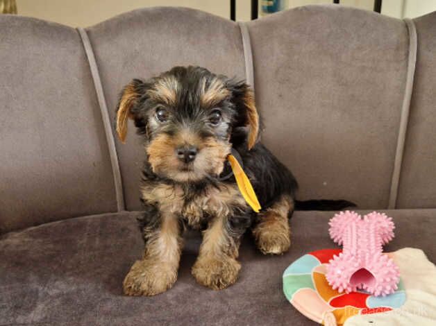 Five Yorkshire terrier puppies ready to leave for their forever homes for sale in Bishop's Hull, Somerset - Image 2