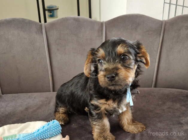 Five Yorkshire terrier puppies ready to leave for their forever homes for sale in Bishop's Hull, Somerset - Image 3