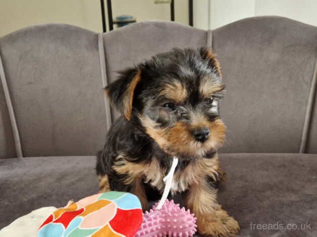 Five Yorkshire terrier puppies ready to leave for their forever homes for sale in Bishop's Hull, Somerset - Image 4