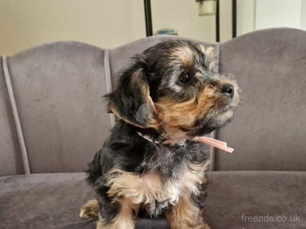 Five Yorkshire terrier puppies ready to leave for their forever homes for sale in Bishop's Hull, Somerset - Image 5