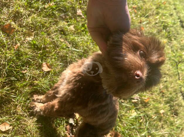 For Sale Chocolate Yorkshire Terrier for sale in Newport - Image 2