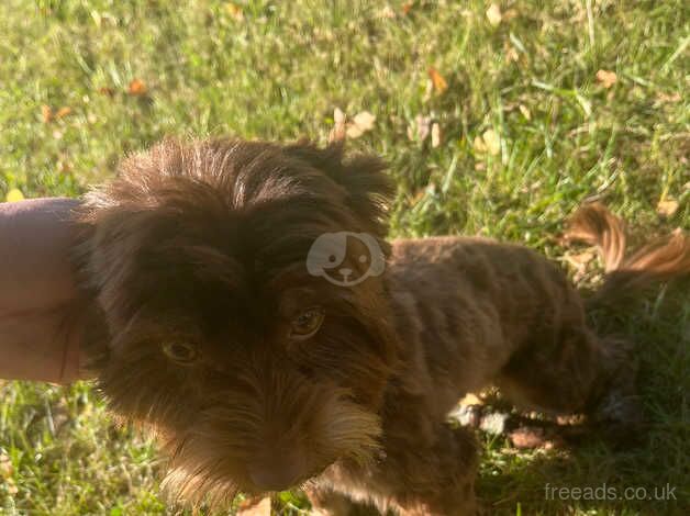 For Sale Chocolate Yorkshire Terrier for sale in Newport - Image 3