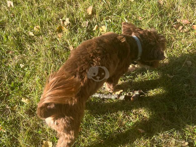 For Sale Chocolate Yorkshire Terrier for sale in Newport - Image 4