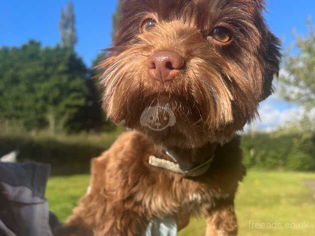 For Sale Chocolate Yorkshire Terrier for sale in Newport - Image 5