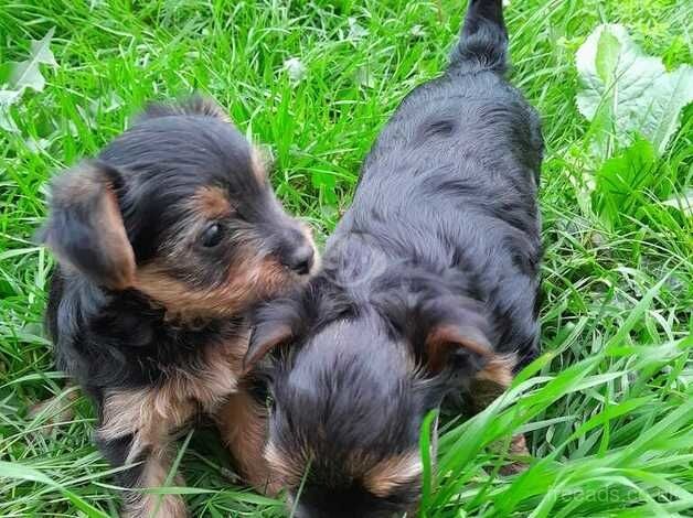 For sale puppy for sale in Brentry, Bristol