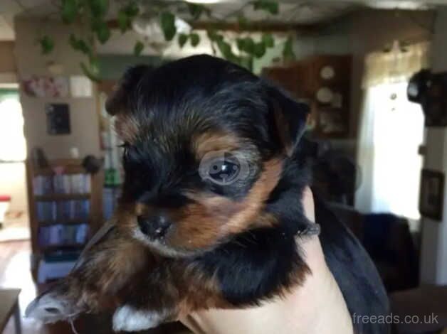 Four adorable little Yorkshire terrier puppies for sale in Liverpool, Merseyside