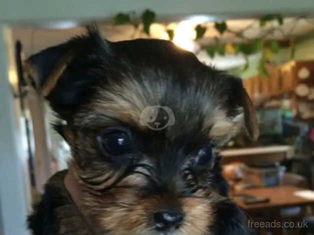 Four adorable little Yorkshire terrier puppies for sale in Liverpool, Merseyside - Image 2