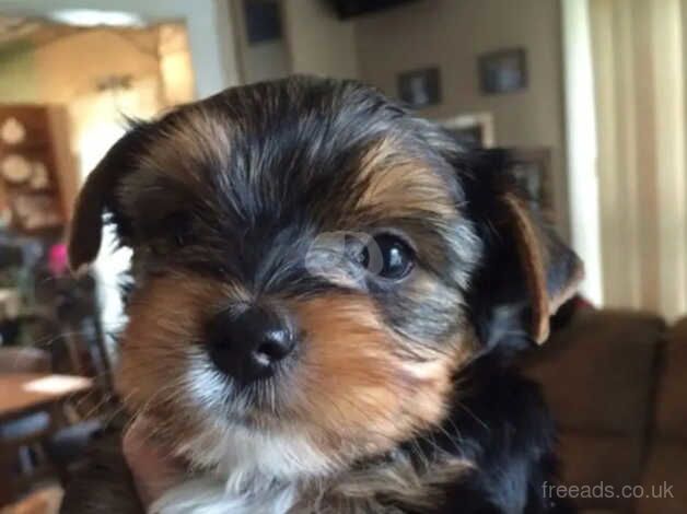 Four adorable little Yorkshire terrier puppies for sale in Liverpool, Merseyside - Image 3