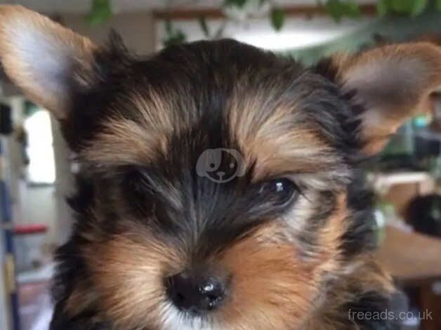 Four adorable little Yorkshire terrier puppies for sale in Liverpool, Merseyside - Image 4