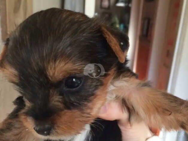 Four adorable little Yorkshire terrier puppies for sale in Liverpool, Merseyside - Image 5