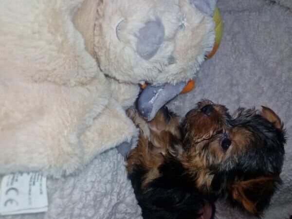 Four little yorkie bReady to leave now.injected and chipped. for sale in Chepstow/Cas-Gwent, Monmouthshire - Image 1