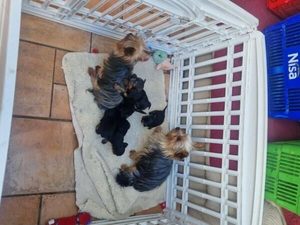 Four little yorkie bReady to leave now.injected and chipped. for sale in Chepstow/Cas-Gwent, Monmouthshire - Image 2