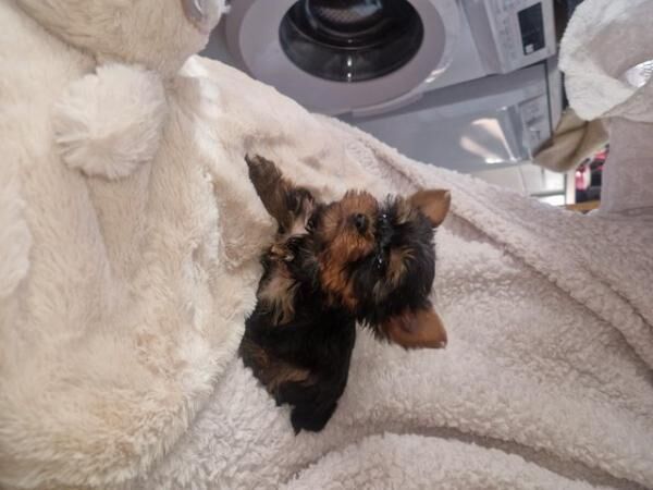 Four little yorkie bReady to leave now.injected and chipped. for sale in Chepstow/Cas-Gwent, Monmouthshire - Image 3