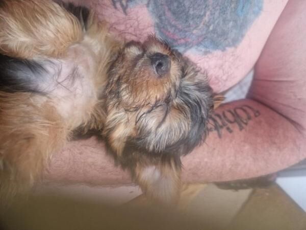 Four little yorkie bReady to leave now.injected and chipped. for sale in Chepstow/Cas-Gwent, Monmouthshire - Image 4