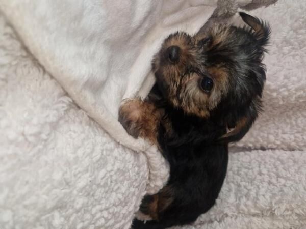 Four little yorkie bReady to leave now.injected and chipped. for sale in Chepstow/Cas-Gwent, Monmouthshire - Image 5