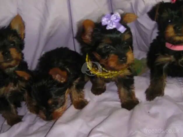 FOUR YORKIE PUPPIES for sale in Crawley, Oxfordshire - Image 1