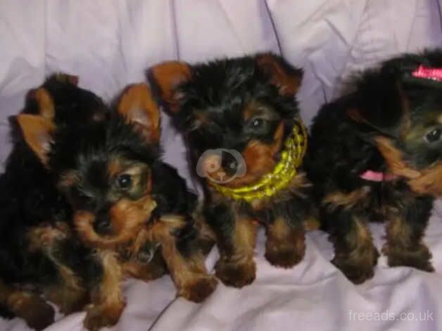 FOUR YORKIE PUPPIES for sale in Crawley, Oxfordshire - Image 2