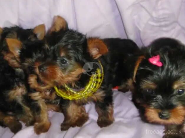 FOUR YORKIE PUPPIES for sale in Crawley, Oxfordshire - Image 3