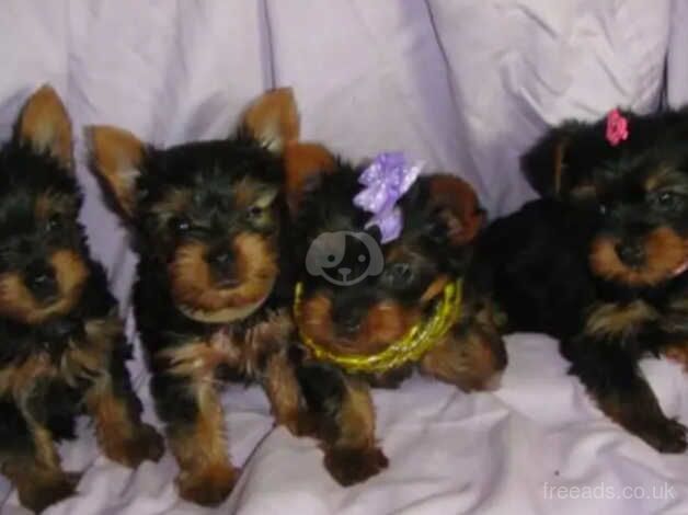 FOUR YORKIE PUPPIES for sale in Crawley, Oxfordshire - Image 4