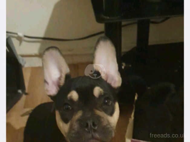 Frenchy Xpocket bully for sale in South Shields, Tyne and Wear