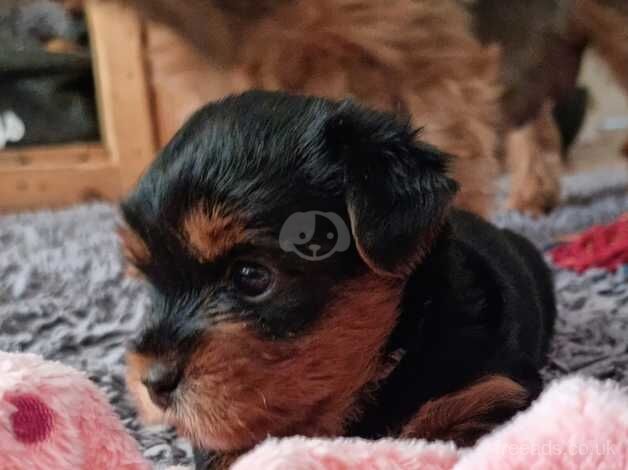 Full Breed Yorkie Pups for sale in Great Clacton, Essex