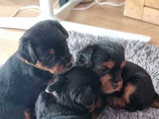 Full Breed Yorkie Pups for sale in Great Clacton, Essex - Image 2