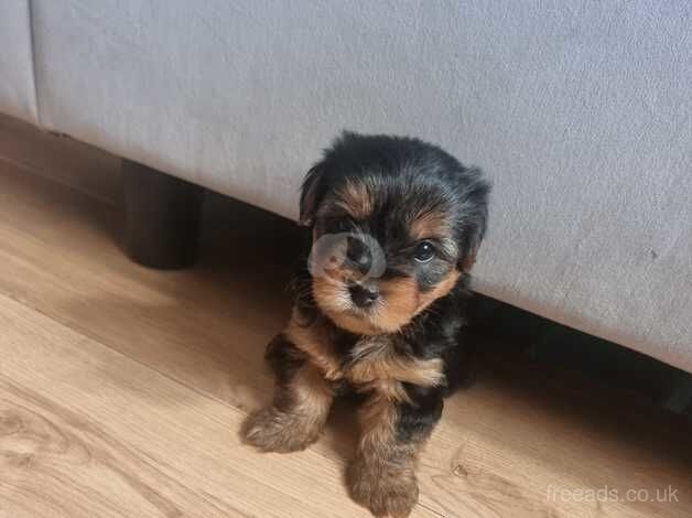 Full Breed Yorkie Pups for sale in Great Clacton, Essex - Image 3