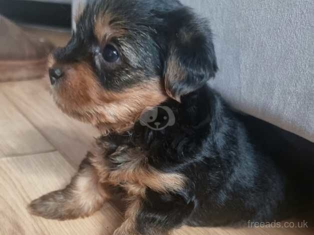 Full Breed Yorkie Pups for sale in Great Clacton, Essex - Image 4