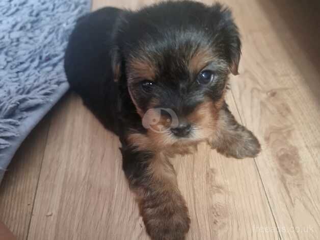 Full Breed Yorkie Pups for sale in Great Clacton, Essex - Image 5