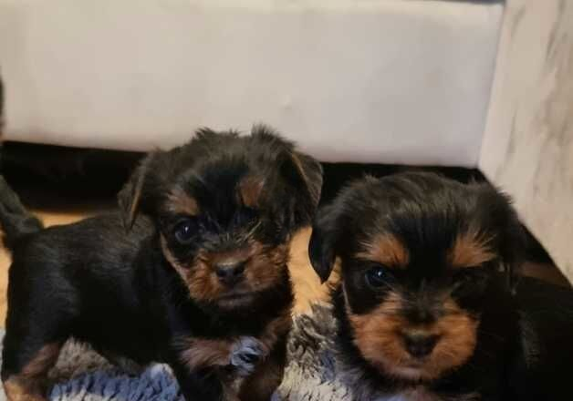 Full Breed Yorkshire terriers for sale in Great Clacton, Essex