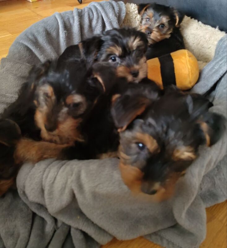 Full pedigree miniatures Yorkshire Terrier puppy for sale in Langley Park, Durham