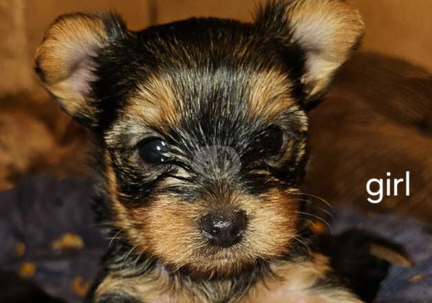 Full Pedigree Yorkshire Terriers for sale in Gravesend, Kent