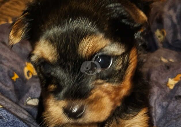 Full Pedigree Yorkshire Terriers for sale in Gravesend, Kent - Image 2