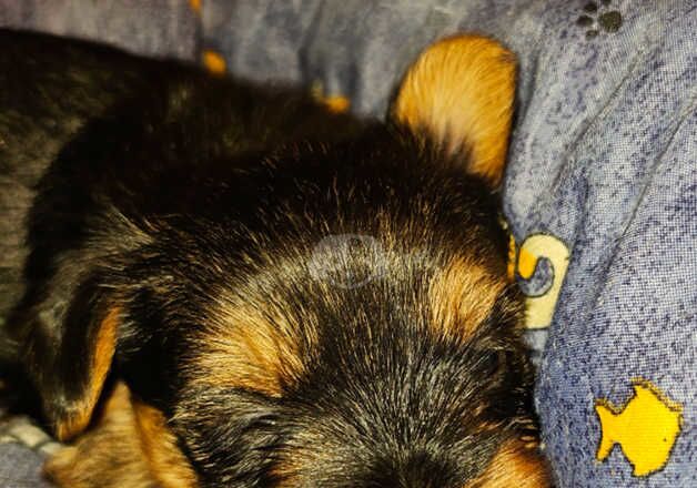 Full Pedigree Yorkshire Terriers for sale in Gravesend, Kent - Image 3