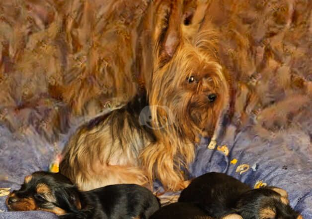 Full Pedigree Yorkshire Terriers for sale in Gravesend, Kent - Image 4