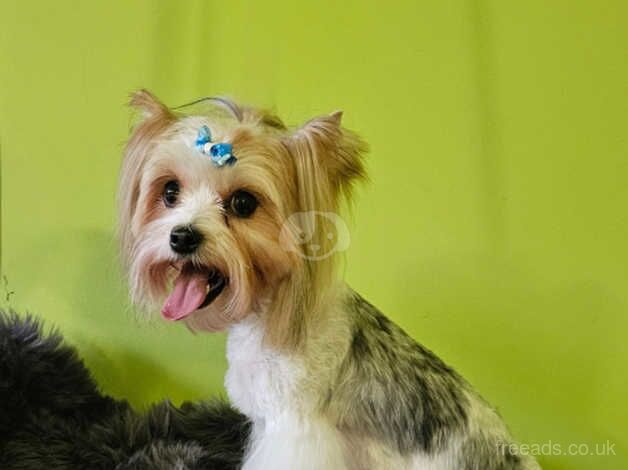 Girl Blueberry Yorkshire Terrier for sale in Leicester, Leicestershire - Image 1