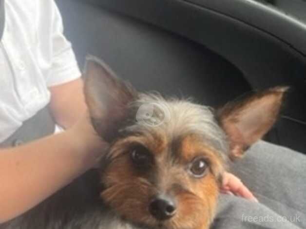 Girl Yorkshire terrier for sale in Dartford, Kent - Image 1