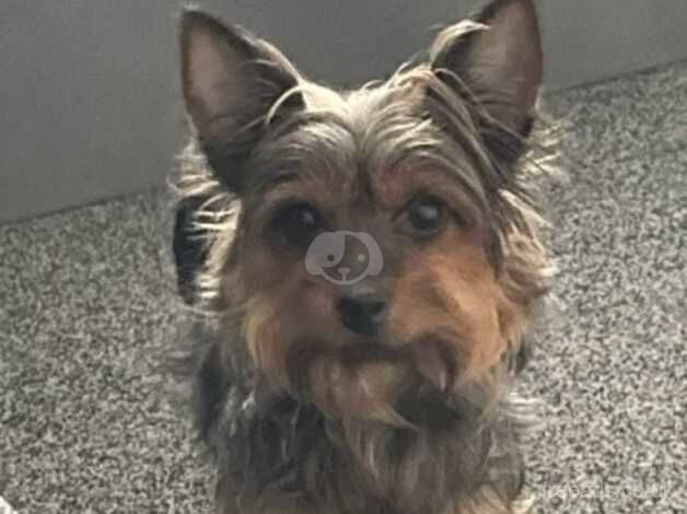 Girl Yorkshire terrier for sale in Dartford, Kent - Image 2