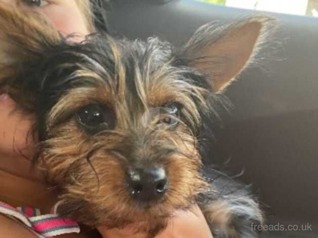 Girl Yorkshire terrier for sale in Dartford, Kent - Image 3