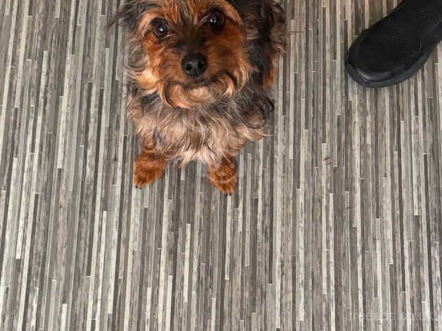 Girl Yorkshire terrier for sale in Dartford, Kent - Image 4