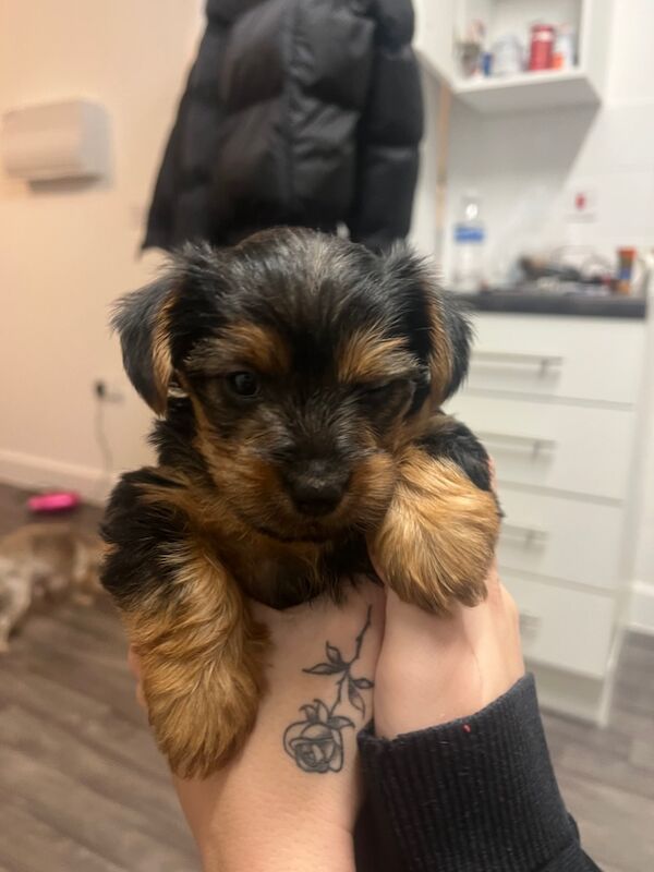 Girl Yorkshire terrier puppy for sale in Kelvedon, Essex