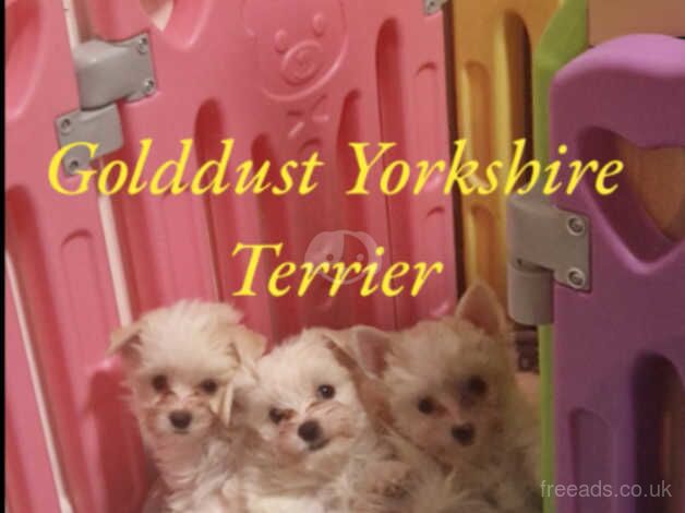 Golddust Yorkshire Terrier (White-Gold),available 26.10.24 A beautiful variety of Yorkshire Terrier. for sale